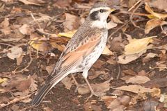 Dusky Thrush